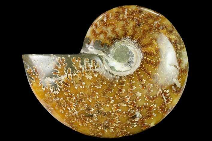 Polished Ammonite (Cleoniceras) Fossil - Madagascar #166667